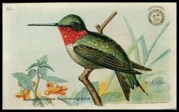 30 Ruby-throated Hummingbird